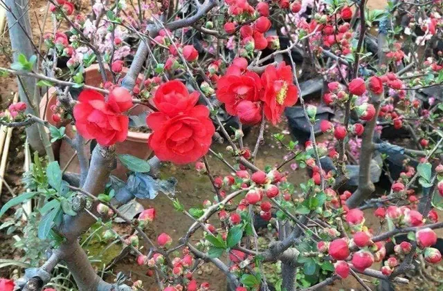 Đào thất thốn giả, mai đỏ Trung Quốc trên thị trường hoa Tết Việt - Ảnh 4. Đào thất thốn giả, mai đỏ Trung Quốc trên thị trường hoa Tết Việt - Ảnh 4.