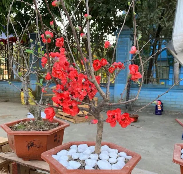 Đào thất thốn giả, mai đỏ Trung Quốc trên thị trường hoa Tết Việt - Ảnh 3. Đào thất thốn giả, mai đỏ Trung Quốc trên thị trường hoa Tết Việt - Ảnh 3.
