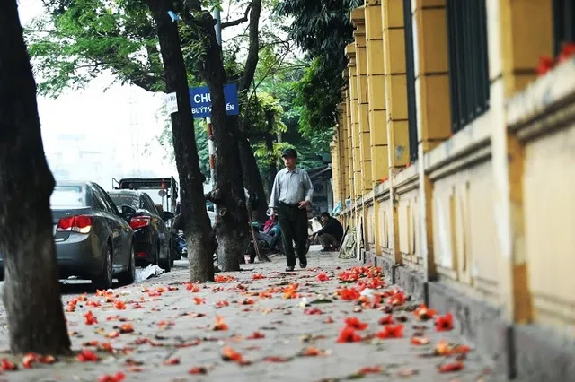 Rạo rực mùa hoa gạo giữa thủ đô - Ảnh 8.