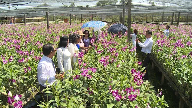 Khám phá không gian của sắc tím hoa lan - Ảnh 1.