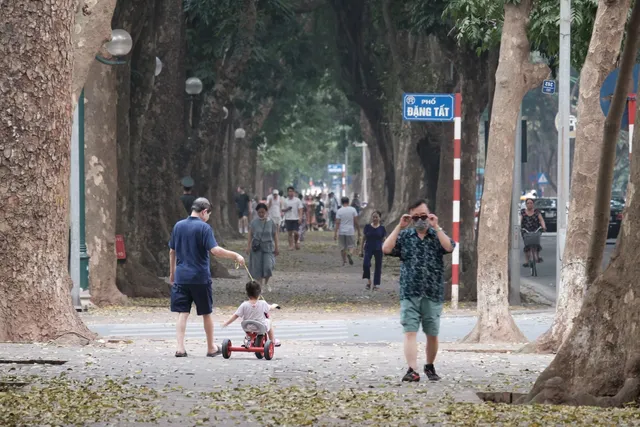 Hà Nội mùa lá sấu rụng - Ảnh 2.