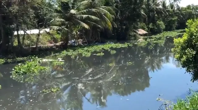 Hậu Giang: Cá chết hàng loạt vì dòng nước đen bất thường