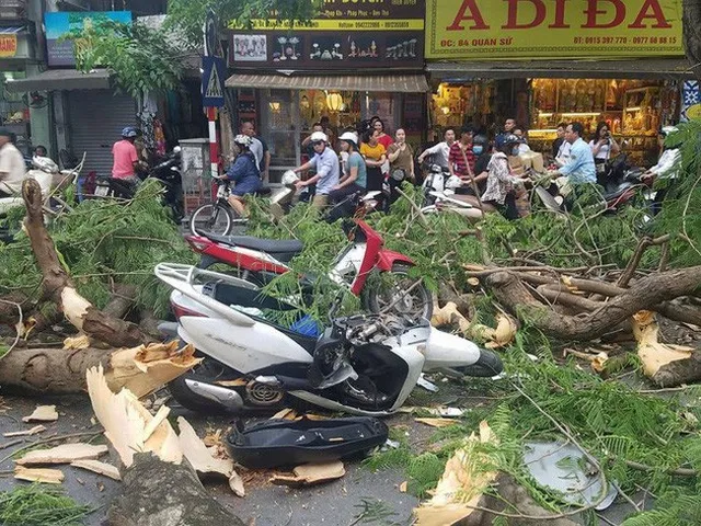 Hà Nội thay thế hàng trăm cây phượng mục ruỗng - Ảnh 1. Hà Nội thay thế hàng trăm cây phượng mục ruỗng - Ảnh 1.