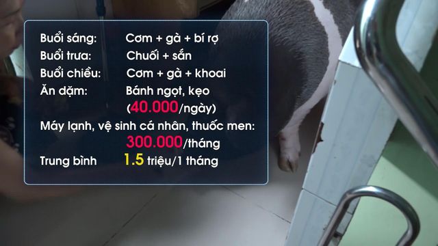 Bỏ tiền mua heo mini, nuôi thành heo trăm ký - Ảnh 2.