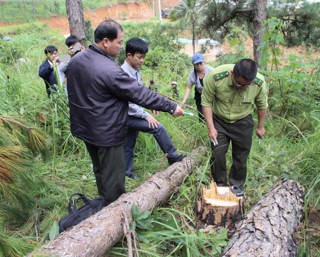 Lâm Đồng: 90.000ha rừng bị chặt phá trong hơn 5 năm trở lại đây