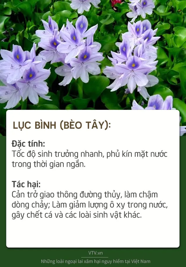 Những loài sinh vật ngoại lai xâm hại nguy hiểm tại Việt Nam - Ảnh 8.