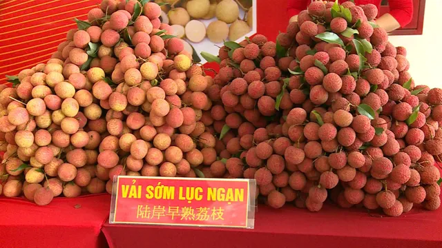 Vải thiều năm nay thơm ngon hơn vụ trước, giá tăng gấp đôi - Ảnh 2. Vải thiều năm nay thơm ngon hơn vụ trước, giá tăng gấp đôi - Ảnh 2.