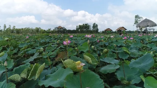 Về Đồng Tháp ngắm sen hồng