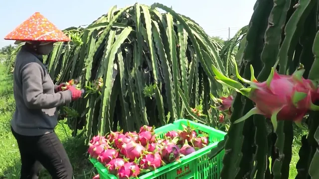 Độc đáo vị ngọt từ thanh long dẻo - Ảnh 3. Độc đáo vị ngọt từ thanh long dẻo - Ảnh 3.