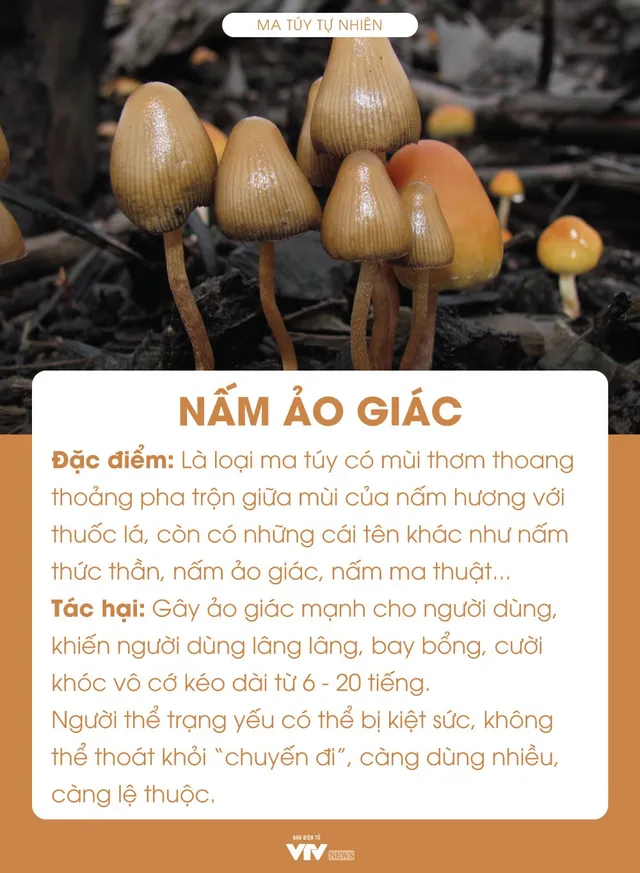 [Infographic] 10 loại ma túy thường gặp ở Việt Nam và tác hại đáng sợ - Ảnh 4.