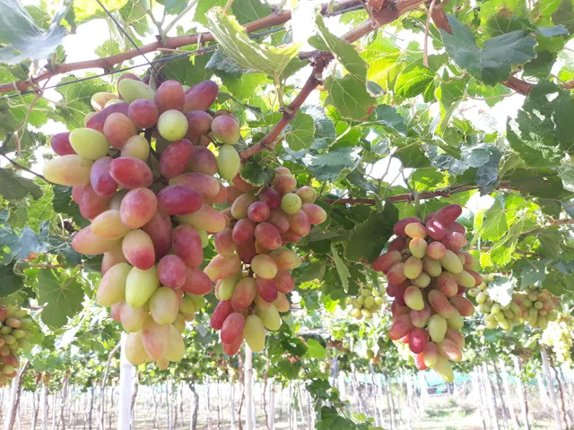 Nông dân Ninh Thuận thu nhập tốt từ nho 3 màu - Ảnh 2.