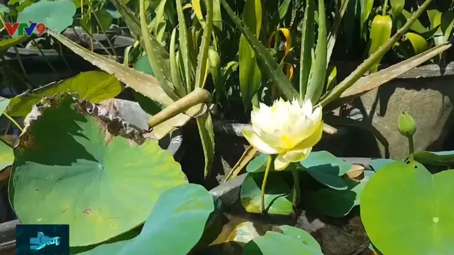 Độc đáo giống hoa sen quý nở hàng trăm cánh tại Quảng Nam - Ảnh 1. Độc đáo giống hoa sen quý nở hàng trăm cánh tại Quảng Nam - Ảnh 1.