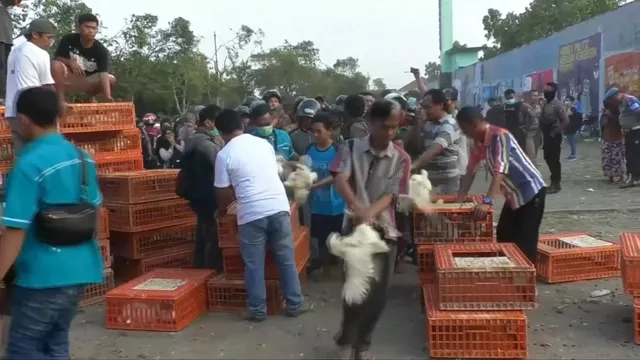 Nông dân Indonesia phát gà miễn phía vì giá thấp - Ảnh 1.