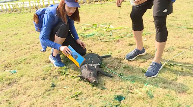 Cuộc đua kỳ thú - Tập 1: Đỗ Mỹ Linh - Xuân Tiền nhận làm bố mẹ dỗ dành chú heo con - Ảnh 3.