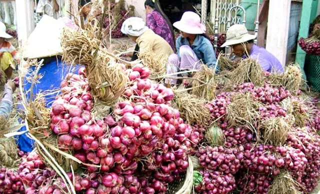 Nông dân Ninh Thuận “trúng đậm” mùa hành tím - Ảnh 1.