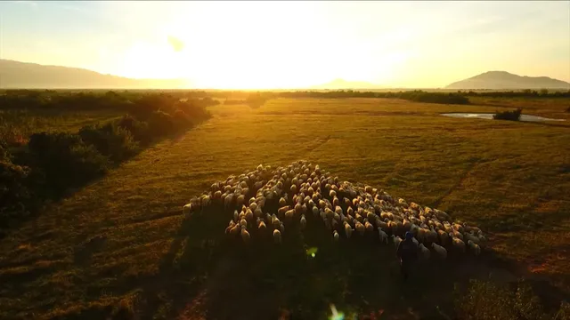 Buổi sáng trên cánh đồng cừu - Ảnh 5.