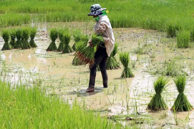 Thiếu cung đẩy giá gạo nếp tại Thái Lan tăng mạnh - Ảnh 1. Thiếu cung đẩy giá gạo nếp tại Thái Lan tăng mạnh - Ảnh 1.
