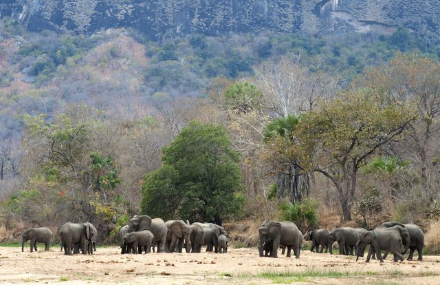 CITES bảo vệ quyền của loài voi hoang dã châu Phi - Ảnh 1.