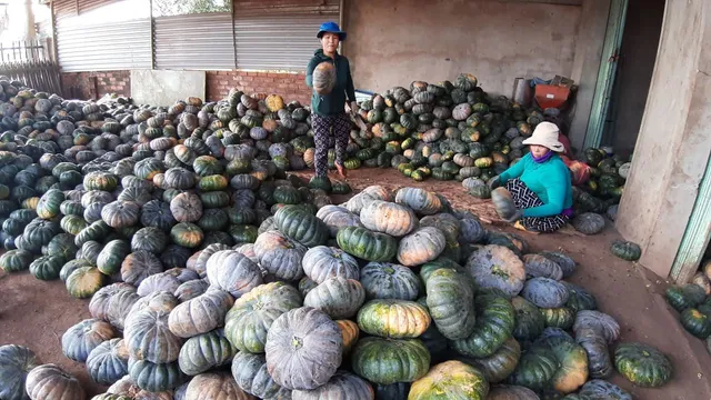 Mất mùa bí đỏ tại Gia Lai - Ảnh 1.