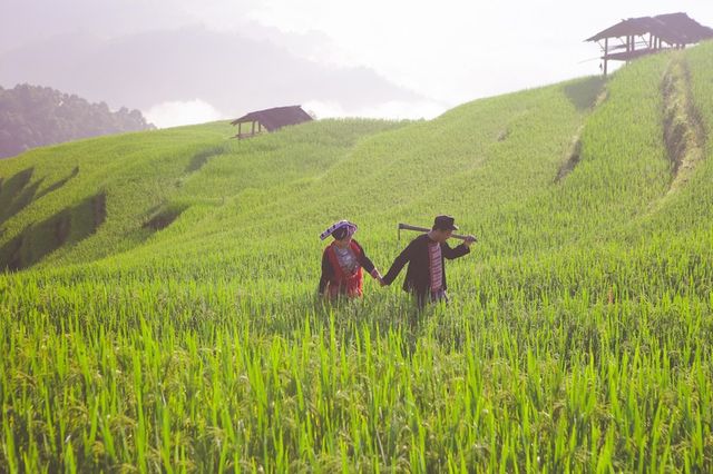 Ngỡ ngàng vẻ đẹp ruộng bậc thang Hoàng Su Phì mùa lúa chín - Ảnh 1.