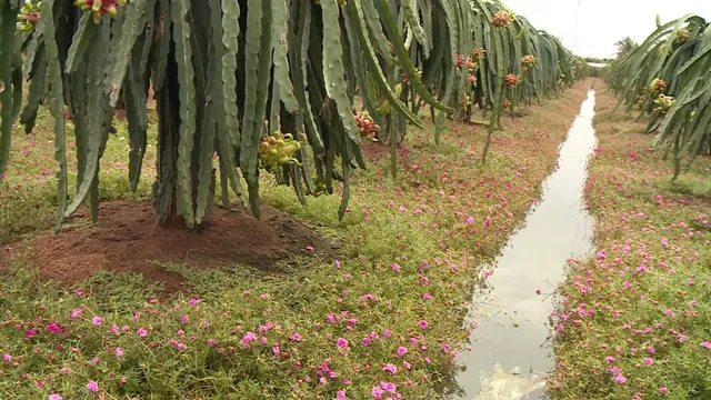 Trồng hoa dưới tán thanh long thu lại nhiều lợi ích - Ảnh 3. Trồng hoa dưới tán thanh long thu lại nhiều lợi ích - Ảnh 3.
