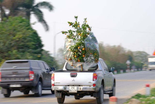 Quất cảnh Văn Giang sẵn sàng đón Tết - Ảnh 11.