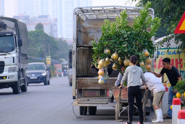 Quất cảnh Văn Giang sẵn sàng đón Tết - Ảnh 8.