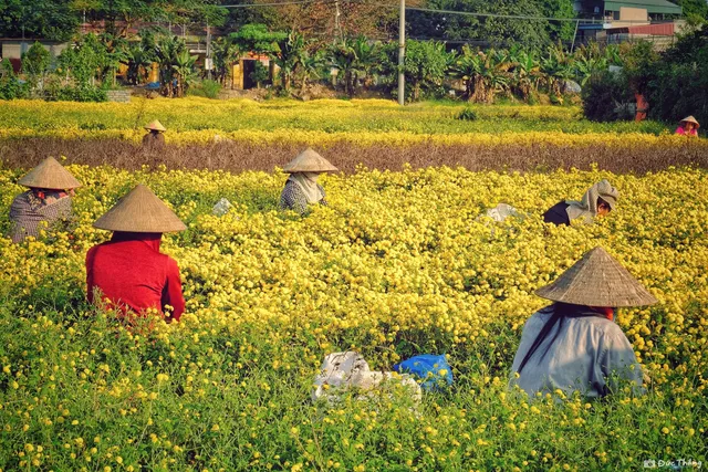 Hoa cúc chi giảm giá mạnh vì tăng diện tích không kiểm soát - Ảnh 1.