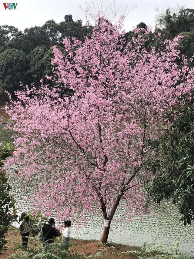 Đẹp ngất ngây hoa anh đào trên cao nguyên Măng Đen, Kon Tum - Ảnh 2.