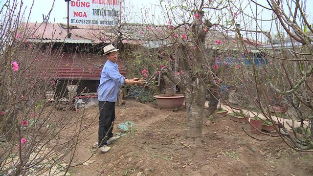 Người dân làng đào lo lắng mùa vụ Tết bị ảnh hưởng bởi thời tiết - Ảnh 1.