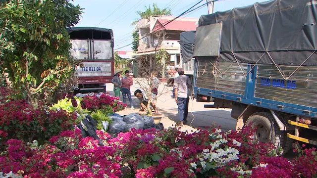 Sau đợt xâm nhập mặn, làng hoa tại Bến Tre tất bật chuẩn bị cho dịp Tết - Ảnh 3.