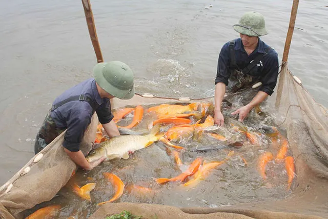 Hà Nội: Kết quả phát triển nông nghiệp, nông thôn đạt những thành tựu mới - Ảnh 2.