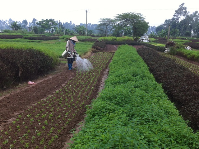 Hà Nội: Kết quả phát triển nông nghiệp, nông thôn đạt những thành tựu mới - Ảnh 1.