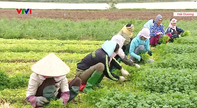 Nâng cao chất lượng cuộc sống người dân là ưu tiên hàng đầu của Hải Dương - Ảnh 1.