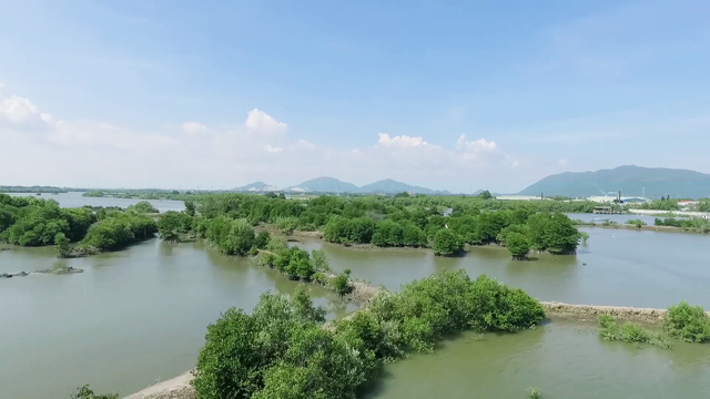 Chung tay để “triệu cây vươn cao cho Việt Nam xanh” - Ảnh 2.