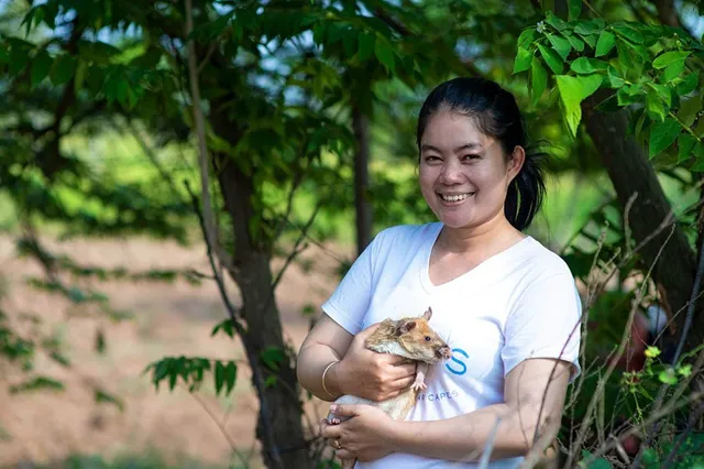 Chuyện thật như đùa, chú chuột được trao thưởng vì dẹp bom mìn - Ảnh 2.