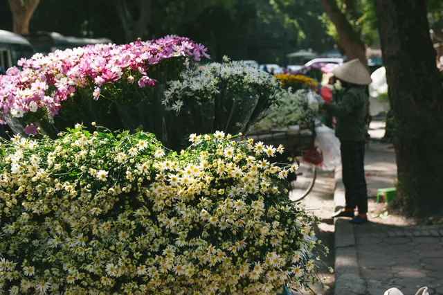 Cúc họa mi ngập tràn phố phường Hà Nội, giá tăng vì khan hàng - Ảnh 8. Cúc họa mi ngập tràn phố phường Hà Nội, giá tăng vì khan hàng - Ảnh 8.