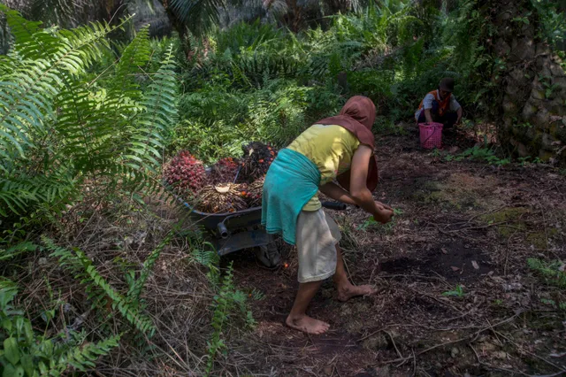 Hàng triệu nữ lao động tại đồn điền trồng cọ ở Indonesia bị ngược đãi, đánh đập và lạm dụng - Ảnh 1.