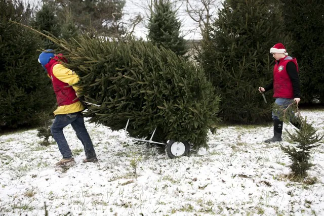 Chán nản vì COVID-19, đổ xô đi mua cây thông Noel sớm - Ảnh 1.