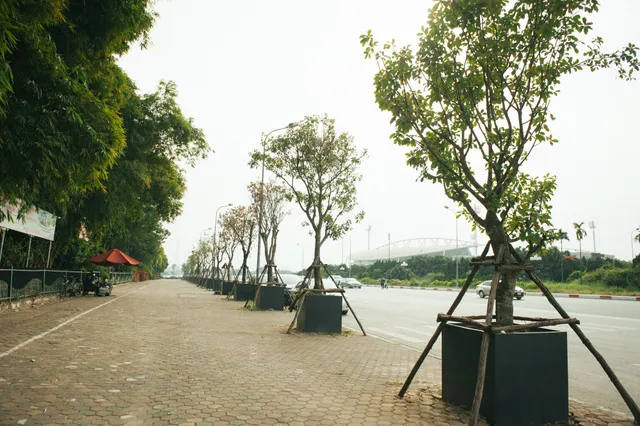 Kỳ lạ trồng cây trong bồn nhựa cao 1 mét trên vỉa hè - Ảnh 1. Kỳ lạ trồng cây trong bồn nhựa cao 1 mét trên vỉa hè - Ảnh 1.