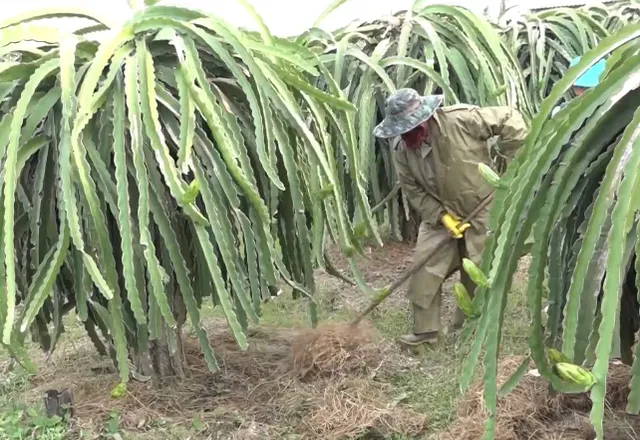 Hỗ trợ nông dân nghèo bị ảnh hưởng bởi dịch COVID-19 - Ảnh 1.