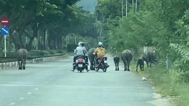 Gia súc thả rông gây mất mỹ quan, tiềm ẩn nguy cơ tai nạn ở thành phố du lịch - Ảnh 1.