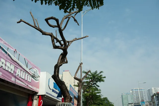 Sưa đỏ trên đường phố Hà Nội chết khô sau 7 tháng chuyển nhà - Ảnh 2. Sưa đỏ trên đường phố Hà Nội chết khô sau 7 tháng chuyển nhà - Ảnh 2.