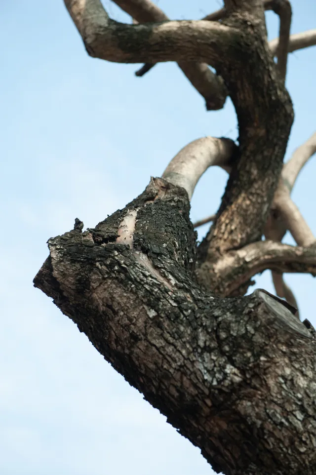 Sưa đỏ trên đường phố Hà Nội chết khô sau 7 tháng chuyển nhà - Ảnh 4. Sưa đỏ trên đường phố Hà Nội chết khô sau 7 tháng chuyển nhà - Ảnh 4.