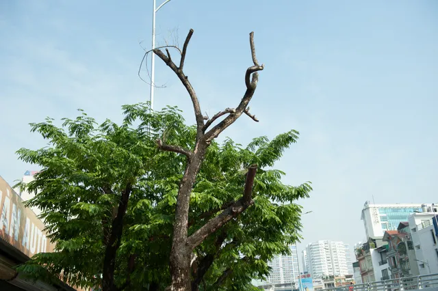 Sưa đỏ trên đường phố Hà Nội chết khô sau 7 tháng chuyển nhà - Ảnh 8. Sưa đỏ trên đường phố Hà Nội chết khô sau 7 tháng chuyển nhà - Ảnh 8.