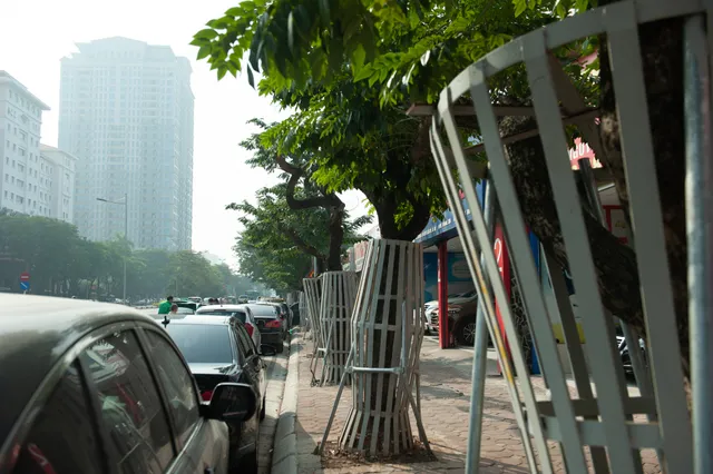 Sưa đỏ trên đường phố Hà Nội chết khô sau 7 tháng chuyển nhà - Ảnh 1. Sưa đỏ trên đường phố Hà Nội chết khô sau 7 tháng chuyển nhà - Ảnh 1.