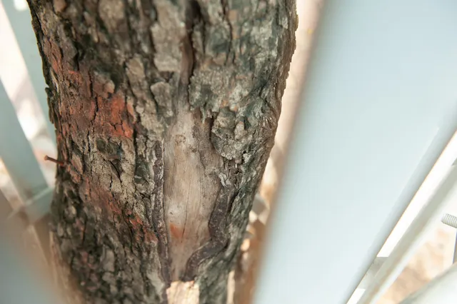 Sưa đỏ trên đường phố Hà Nội chết khô sau 7 tháng chuyển nhà - Ảnh 5. Sưa đỏ trên đường phố Hà Nội chết khô sau 7 tháng chuyển nhà - Ảnh 5.
