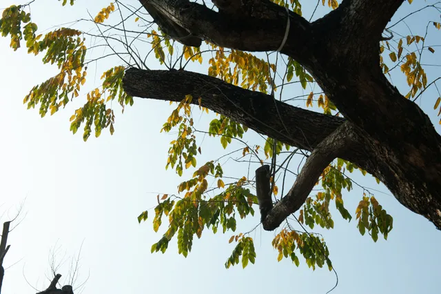 Sưa đỏ trên đường phố Hà Nội chết khô sau 7 tháng chuyển nhà - Ảnh 11. Sưa đỏ trên đường phố Hà Nội chết khô sau 7 tháng chuyển nhà - Ảnh 11.