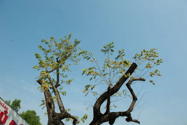 Sưa đỏ trên đường phố Hà Nội chết khô sau 7 tháng chuyển nhà - Ảnh 12. Sưa đỏ trên đường phố Hà Nội chết khô sau 7 tháng chuyển nhà - Ảnh 12.