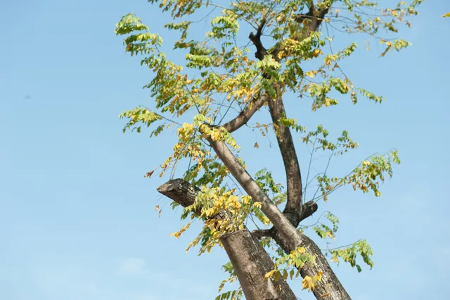 Sưa đỏ trên đường phố Hà Nội chết khô sau 7 tháng chuyển nhà - Ảnh 13. Sưa đỏ trên đường phố Hà Nội chết khô sau 7 tháng chuyển nhà - Ảnh 13.